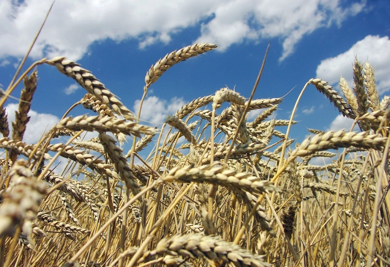 A field of wheat under a blue cloudy sky.