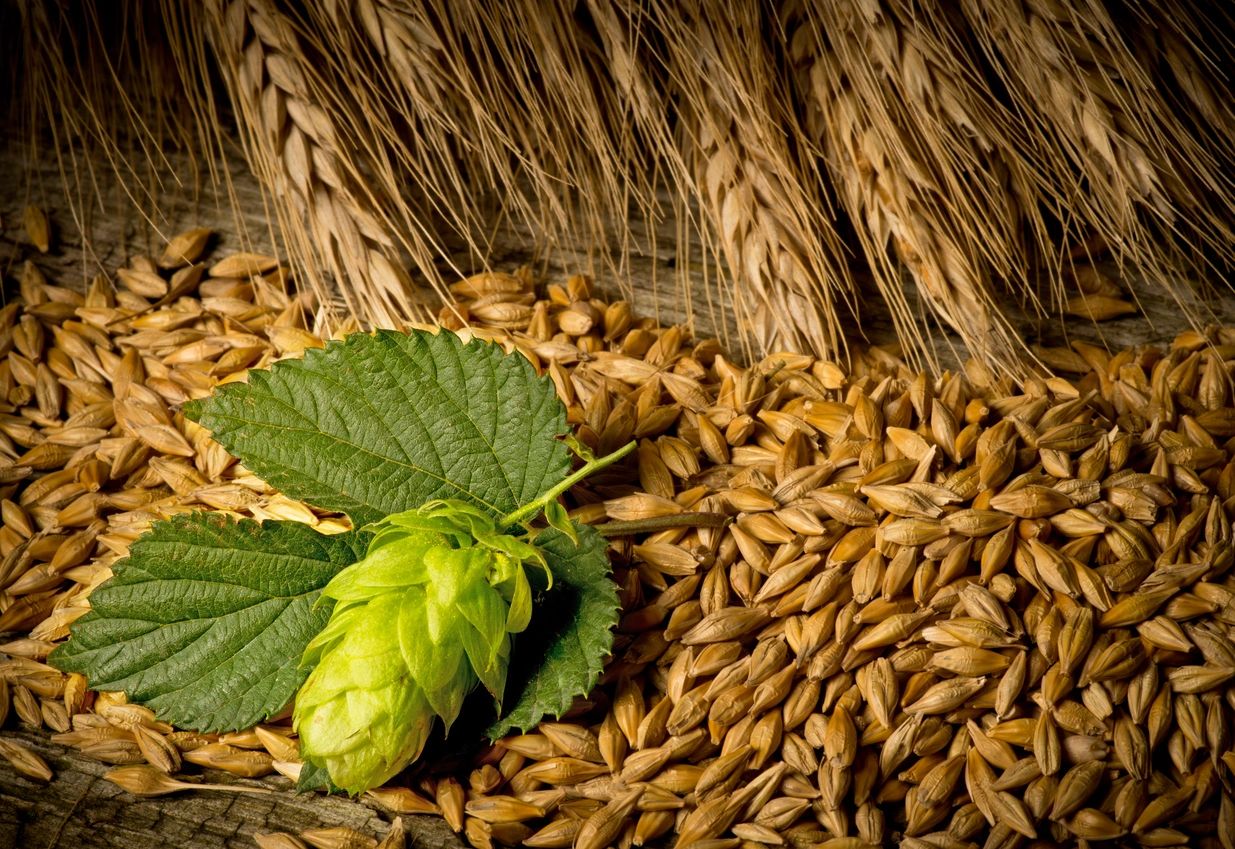 A green leaf sitting on top of some grain.